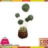 The Florist Luxury Artificial Imported Bonsai Ball Rubber Tree with Fiber Base