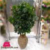 Home Decor Artificial Floor Planter Dora Plant With Unbreakable Pot - 4.5 Feet