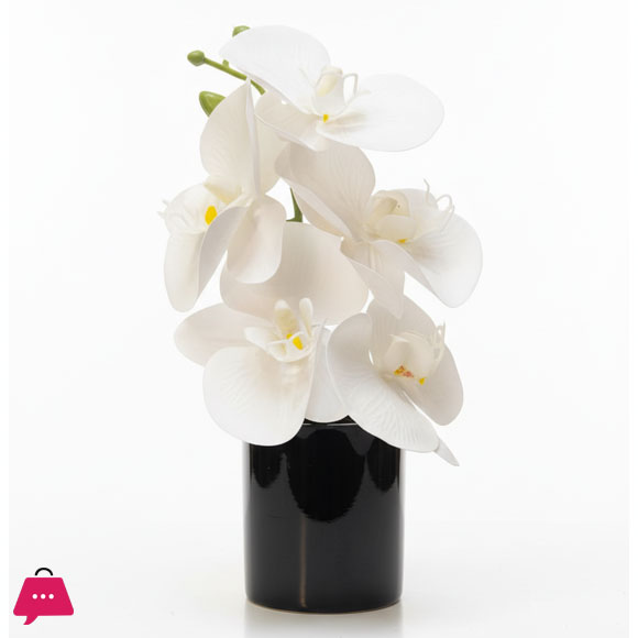Mini Orchid with Ceramic Pot Height 8 inches