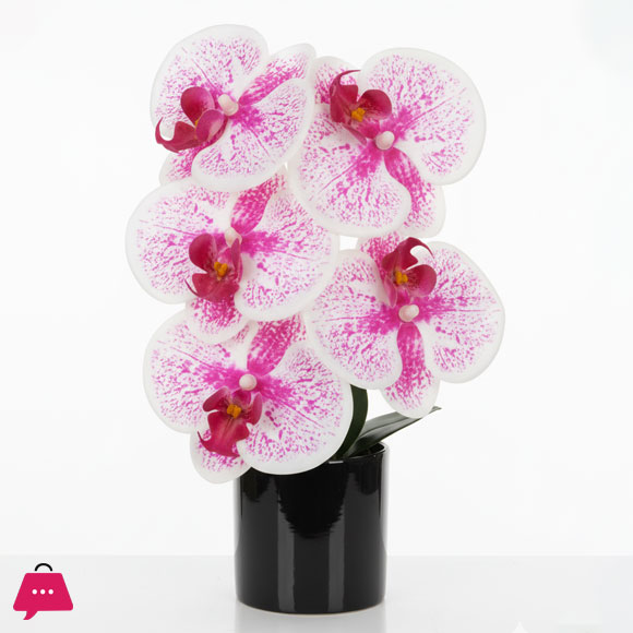 Mini Orchid with Ceramic Pot Height 8 inches